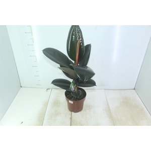 FICUS ELASTICA BURGUNDY P17