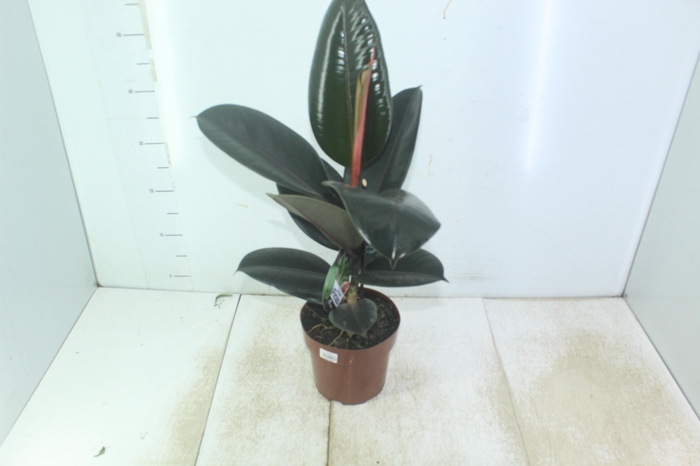 <h4>FICUS ELASTICA BURGUNDY P17</h4>