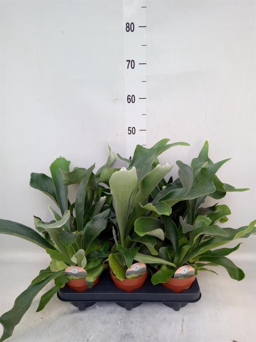 <h4>Platycerium bifurc.</h4>