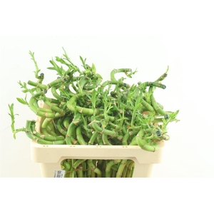 Drac Bamboo Spiral 50cm