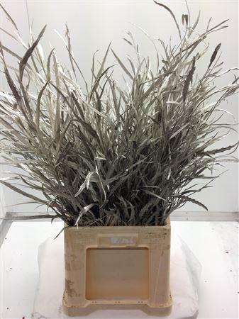 <h4>Grevilea Platina</h4>