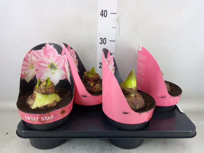 <h4>Hippeastrum GA 'Sweet Star'</h4>