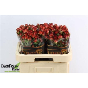 R Tr Chocola Bubbles