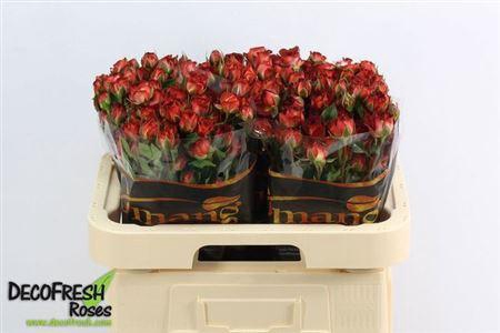 <h4>R Tr Chocola Bubbles</h4>