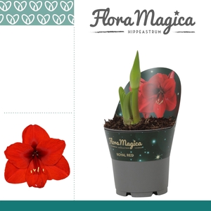 Amaryllis Royal Red 2 knop in Potkraag