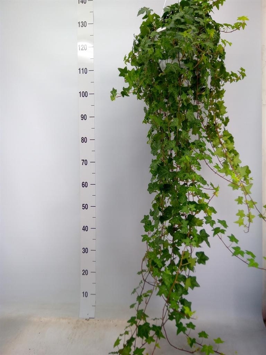 <h4>Hedera helix 'Pittsburgh'</h4>