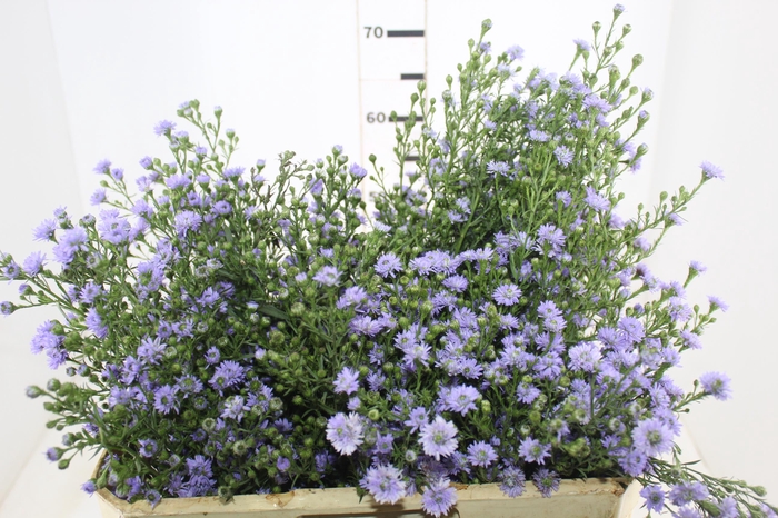 <h4>ASTER LILAS MAÇO</h4>