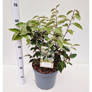Elaeagnus ebbingei