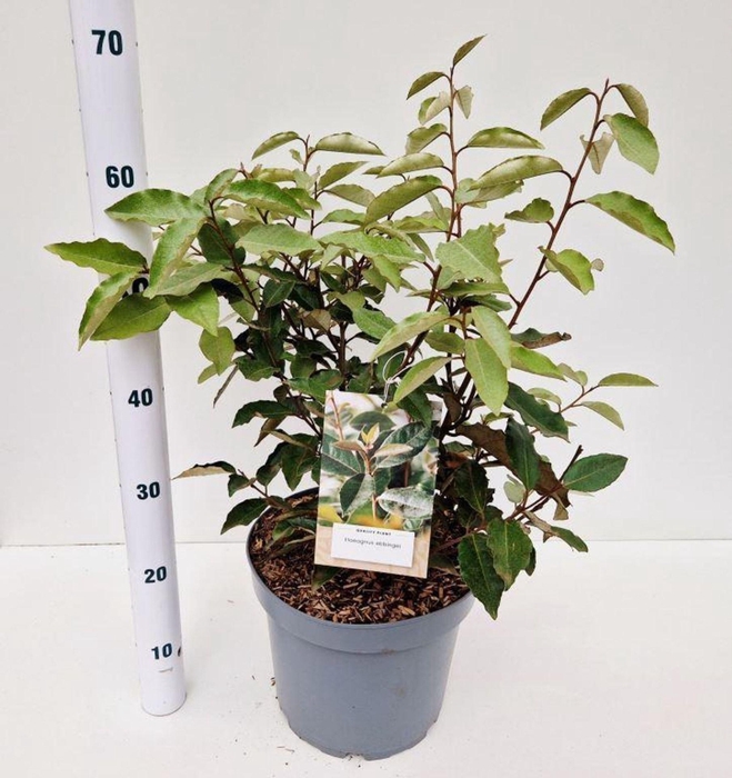 <h4>Elaeagnus ebbingei</h4>