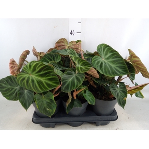 Philodendron verrucosum 'Incensi'