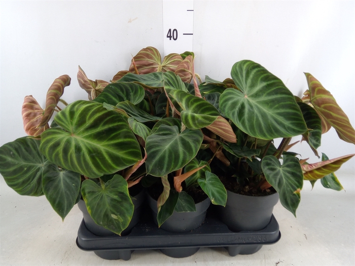 <h4>Philodendron verrucosum 'Incensi'</h4>