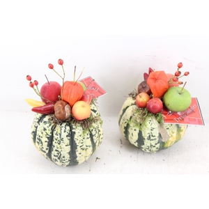 arr4 Sierfruit GB - Streep pomp. kl x6