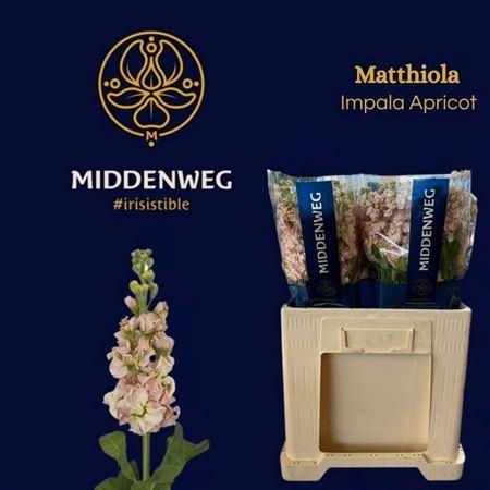<h4>Matth Impala Apricot N L</h4>