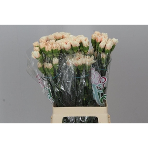 Di. St Apple Tea Box