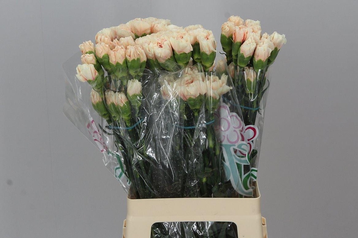 <h4>Di. St Apple Tea Box</h4>