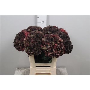 Hydr Cl M D Ruby