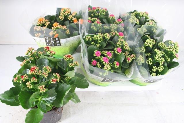 <h4>KAL GE GEM 4 KL</h4>