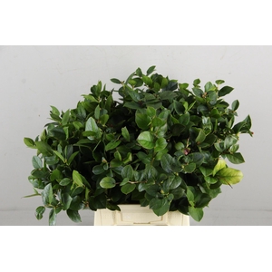 SALAL HOLLANDS 40/45CM