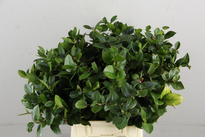 <h4>SALAL HOLLANDS 40/45CM</h4>
