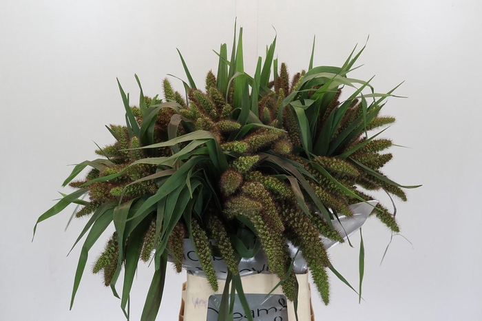 <h4>Setaria Italica Red Jewel</h4>