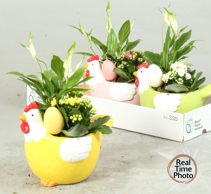 <h4>ARR KAMERPL</h4>