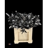 Ruscus Metallic Black