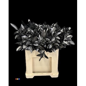 Ruscus Metallic Black