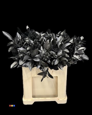 <h4>Ruscus Metallic Black</h4>