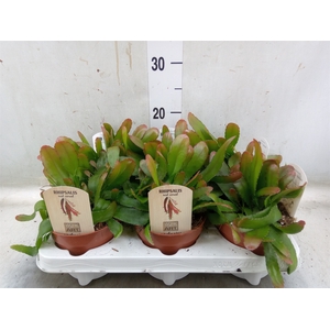 Rhipsalis   ...