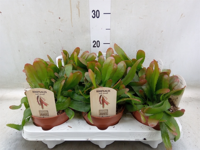 <h4>Rhipsalis   ...</h4>