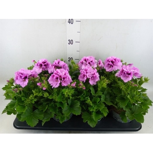 Pelargonium gran.   ..