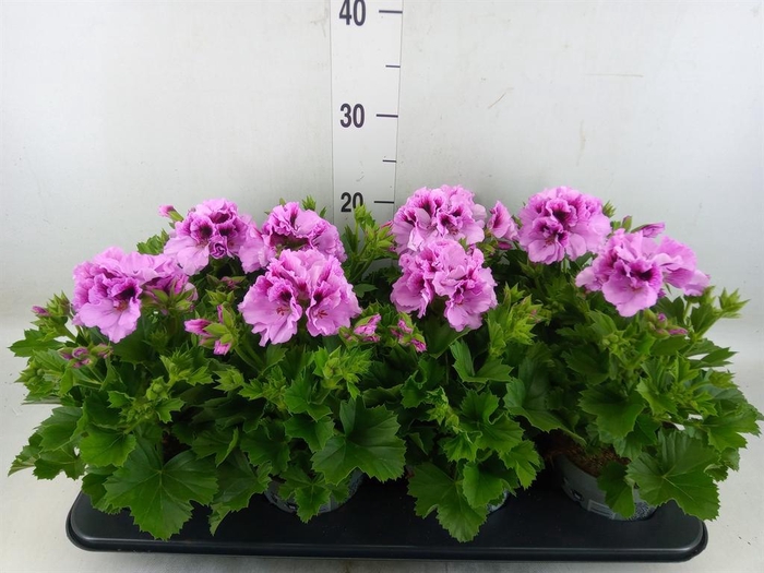 <h4>Pelargonium gran.   ..</h4>