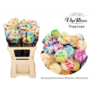 Chr T Mosaic Rainbow