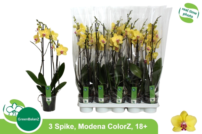 <h4>PHAL AN MODENA</h4>