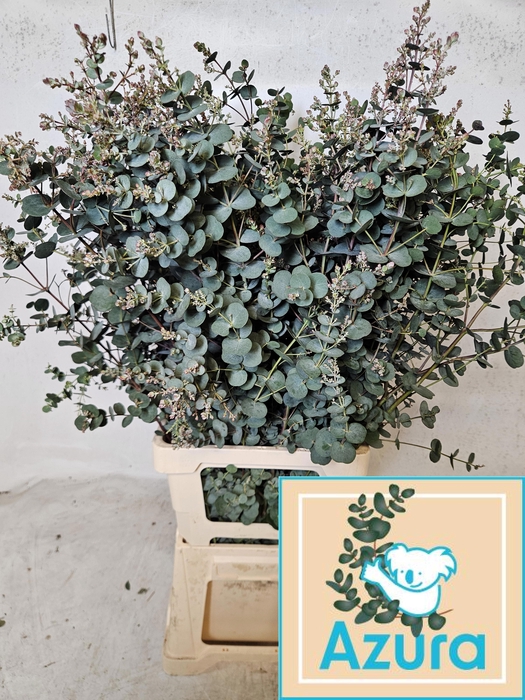 <h4>EUCA GU AZURA</h4>