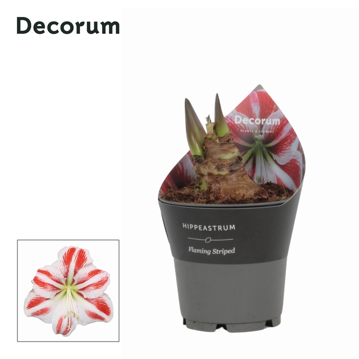 <h4>Amaryllis Flaming Striped in Potkraag (Decorum)</h4>