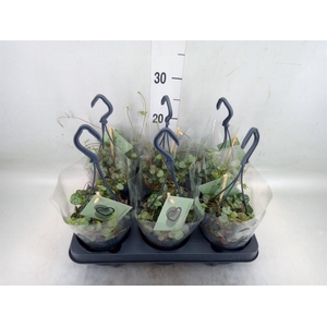 Ceropegia woodii ssp. woodii