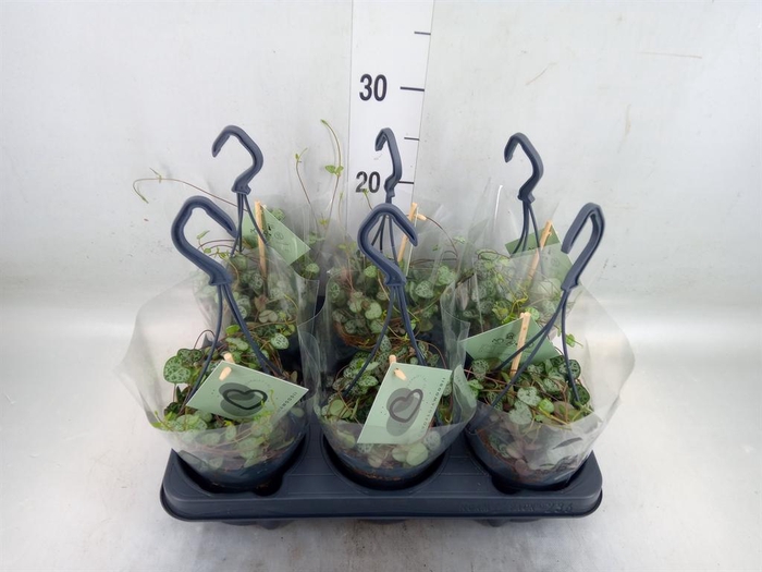 <h4>Ceropegia woodii ssp. woodii</h4>