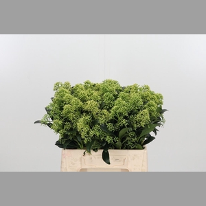 Skim J Frank Whit Bs