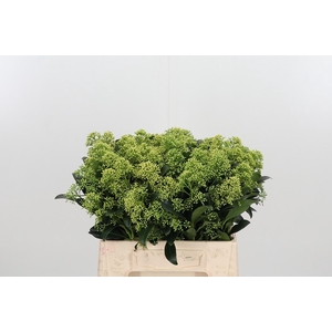 Skim J Frank Whit Bs