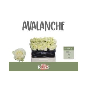 R GR AVALANCHE+