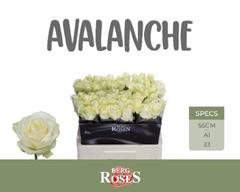 <h4>R GR AVALANCHE+</h4>