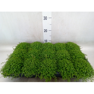 Soleirolia soleirolii   ...green