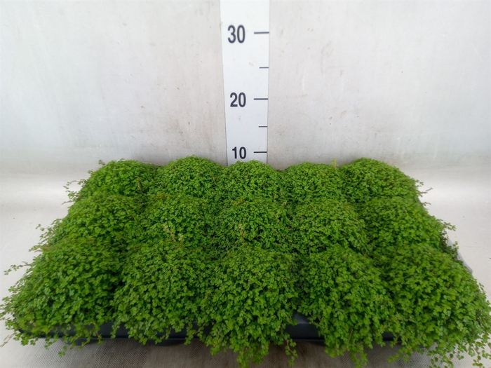 <h4>Soleirolia soleirolii   ...green</h4>
