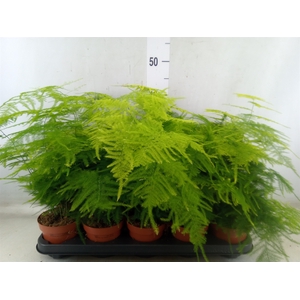 Asparagus setaceus