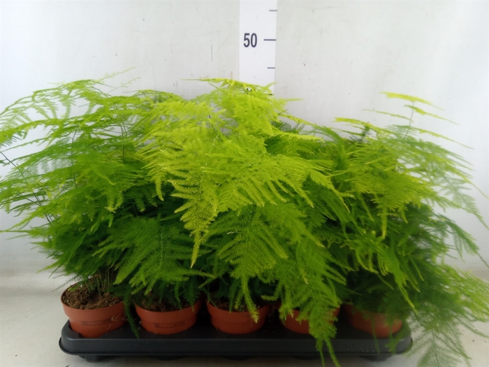 <h4>Asparagus setaceus</h4>