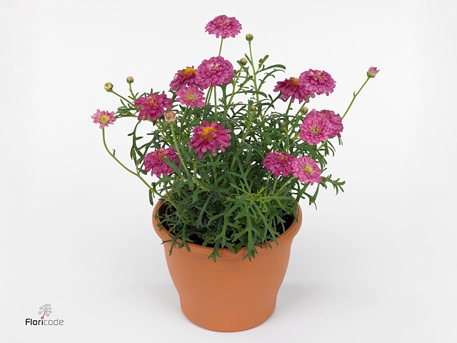 Argyranthemum  'La Rita Pink Dbl'