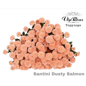 Chr san Dusty Salmon