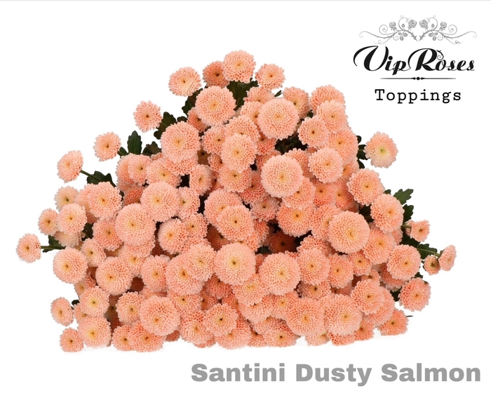 <h4>Chr san Dusty Salmon</h4>