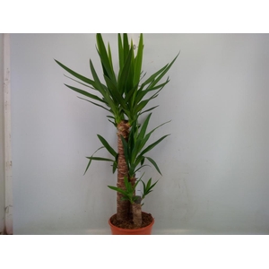 Yucca   ...